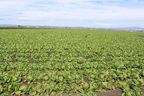 rows of iceberg lettuce field growing under a blue sky