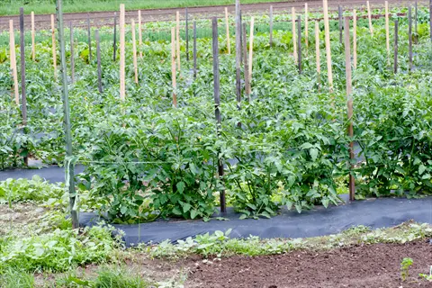rows of tomato plants supported by wooden tomato plant stake in a garden