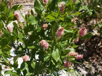 ruby spice summersweet with pink flower spikes and glossy green leaves in a sunny garden