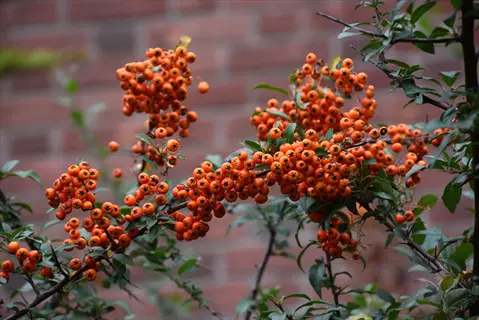 rutgers firethorn low shrub with clusters of bright orange berries against a brick wall