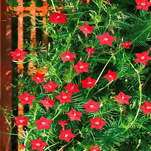 scarlet cypress vine flowers with red star-shaped blooms among feathery green foliage