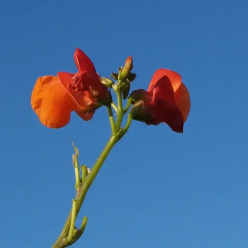 scarlet runner bean flowers blooming against a clear blue sky