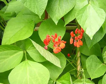 scarlet runner bean vine with green heart-shaped leaves and red-orange flower clusters