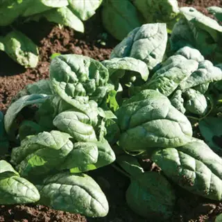 semi savoy spinach plant with crinkled green leaves growing in soil