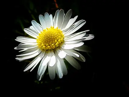 shasta daisy white flower with yellow center against a dark background