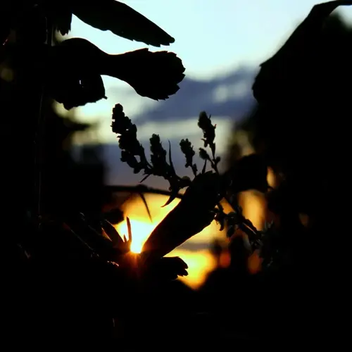 silhouetted silver lace vine flowers at sunset with blurred mountains behind