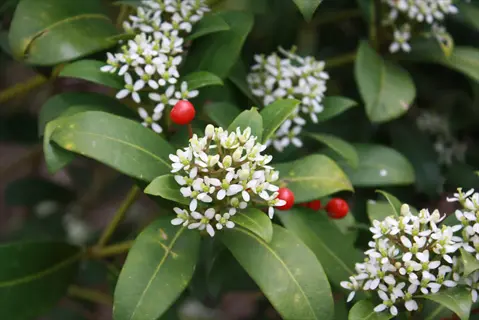 skimmia nymans berries among glossy green leaves and small white flower clusters
