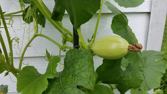 spaghetti squash garden with pale squash growing on a leafy vine by white siding