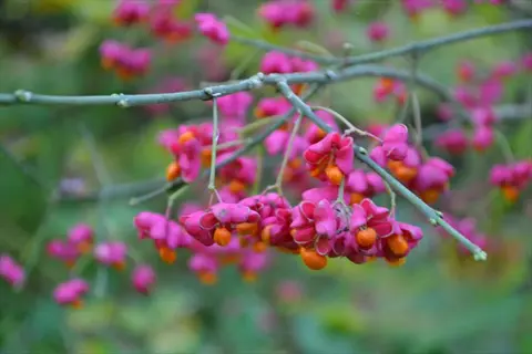 spindle tree pink fruit hanging from thin branches with green blurred background