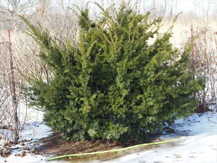 spreading densiformis yew shrub growing outdoors in winter snow