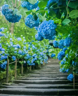 stone steps through a blue hydrangea flowers garden with lush green leaves