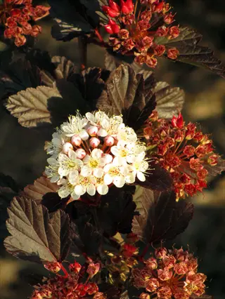 summer wine ninebark with white flower clusters and dark burgundy foliage