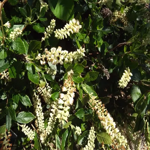 summersweet white flowers blooming among glossy green leaves