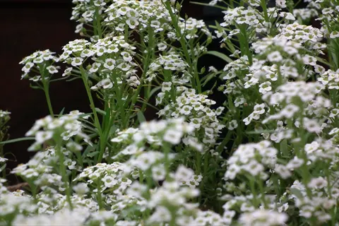 sweet alyssum white flowers blooming in dense green foliage