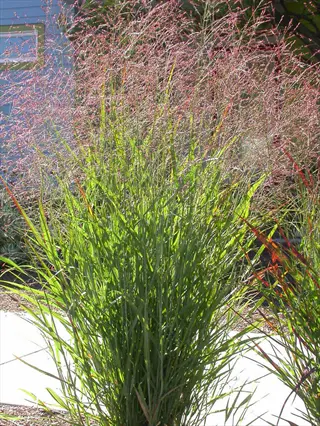 switchgrass ornamental with airy pink seed plumes and green upright foliage in a garden