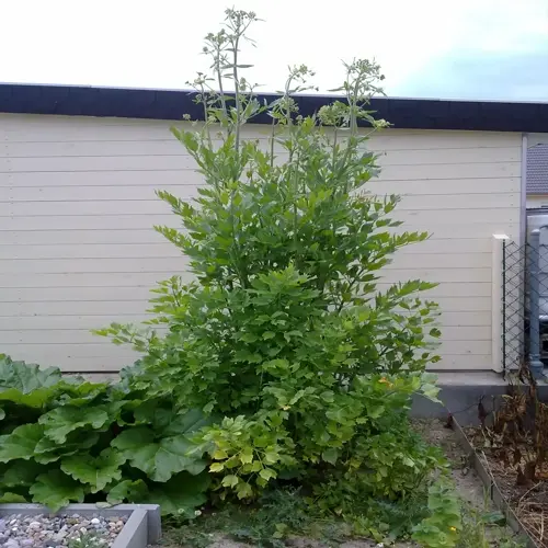 tall lovage plant garden growing beside a shed with leafy plants around it
