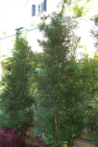tall plum yew shrub growing in a sunny courtyard garden beside other greenery