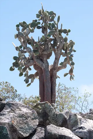 tall prickly pear cactus growing among rocks under a clear blue sky