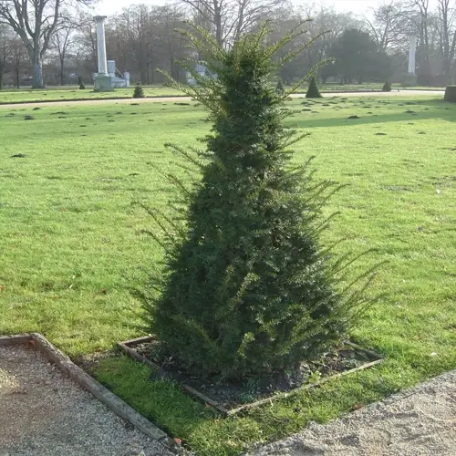tall yew shrub hedge in a small square bed on a grassy cemetery lawn