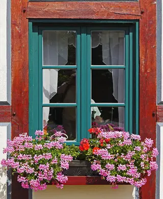 teal window with pink balcon geranium window box on a rustic wooden facade