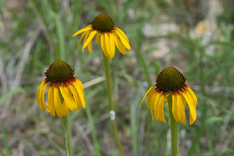 three yellow coneflower paradoxa blooms with drooping petals in grass