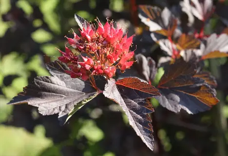 tiny wine ninebark with dark burgundy leaves and pink flower clusters