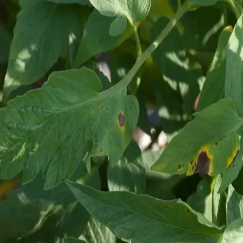 tomato blight leaves with brown lesions and yellowing on a tomato plant