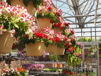 trailing ivy geranium basket hanging in a bright greenhouse among colorful blooms