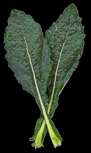 two dark green lacinato dinosaur kale leaves with long pale stems