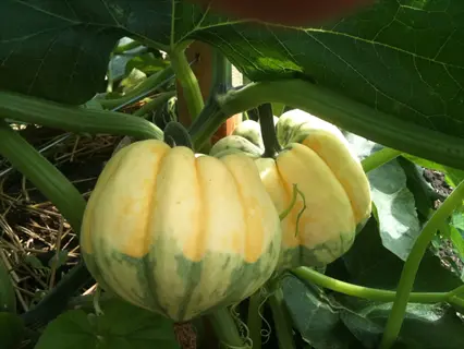 two pale acorn squash on an acorn squash plant under large green leaves