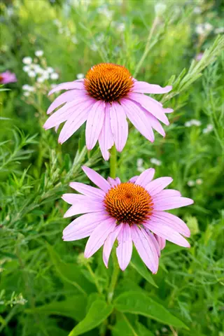 two purple coneflower flowers blooming in a green garden