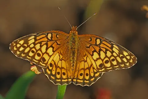 variegated fritillary butterfly with orange patterned wings resting on a flower stem