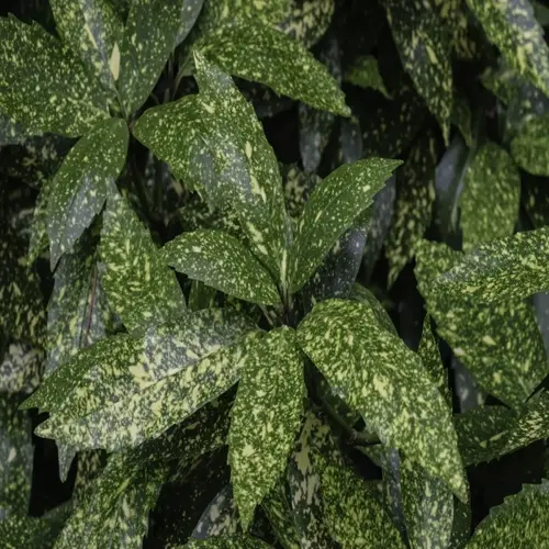 variegated green and yellow leaves of an aucuba japonica shrub
