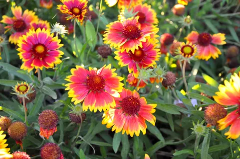 vibrant red and yellow blanket flower gaillardia blooms in a sunny garden