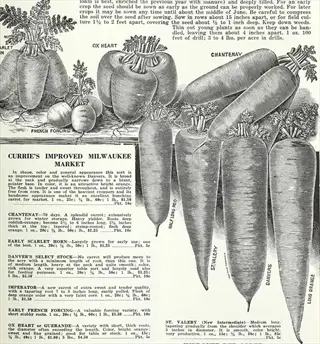 vintage catalog illustration of danvers carrots garden varieties with labeled carrot drawings