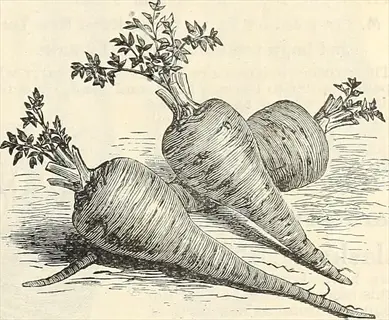 vintage illustration of hamburg root parsley with leafy tops and tapered roots