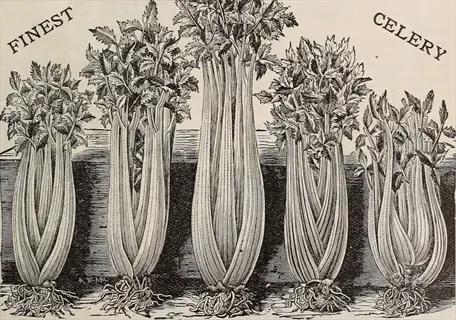 vintage trench celery earthing up illustration of five celery bunches with roots