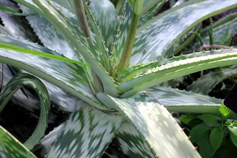 whales tongue agave with broad spiked green leaves