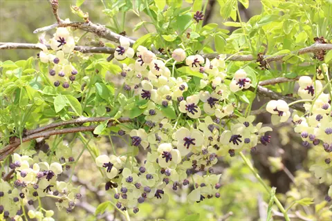 white akebia flowers blooming among bright green leaves on woody vines