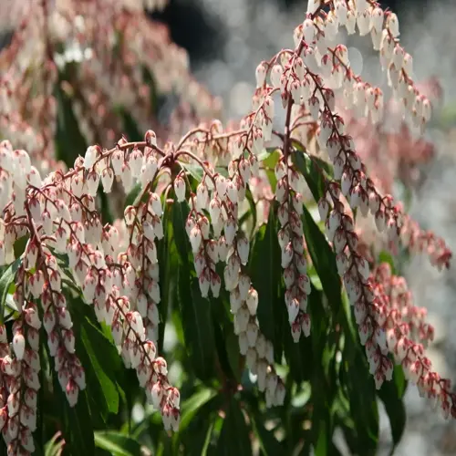 white bell flowers on a japanese andromeda shrub with green leaves