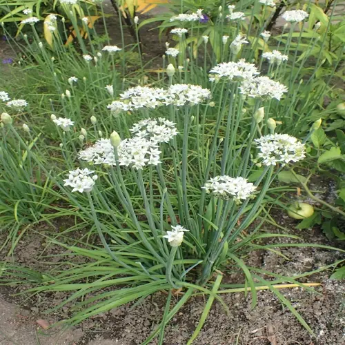 white blooms on a flowering chives plant growing in a garden bed