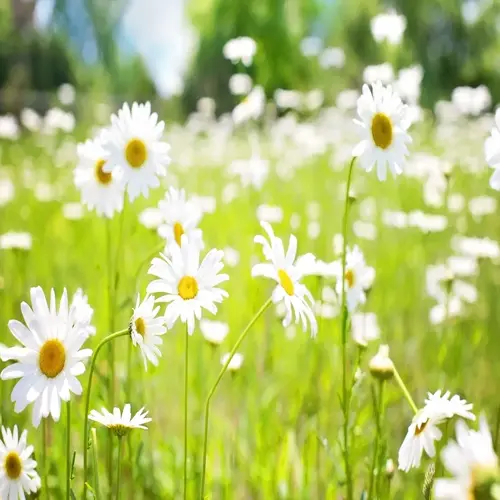 white chamomile flowers garden in bright sunlight with green grass and soft blurred background