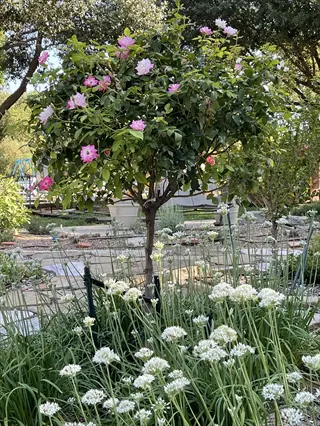 white chives near roses blooming in a garden bed under a small rose tree