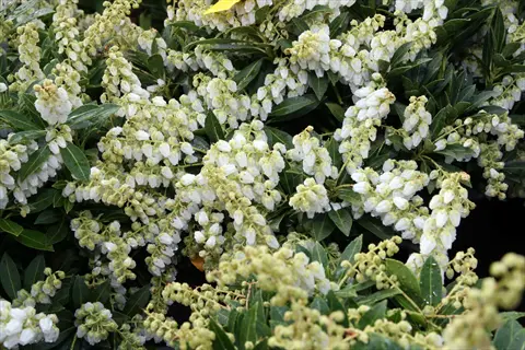 white flowers on a dwarf pieris shrub with glossy green leaves