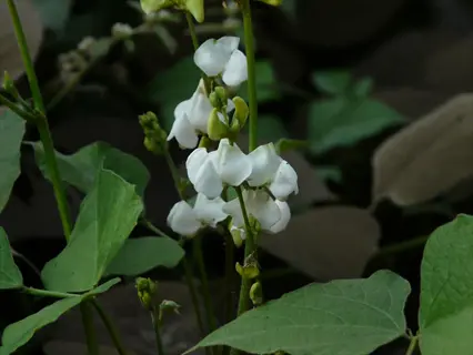 white hyacinth bean flowers blooming among green leaves
