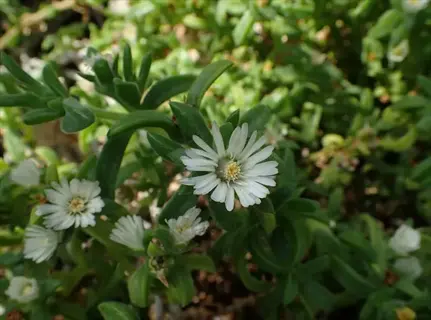 white ice plant delosperma flowers with succulent green leaves in sunlight