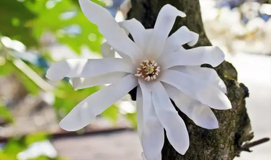 white magnolia tree flowers blooming on a tree trunk with green leaves in soft sunlight