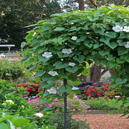 white moon garden arch with white blooms and lush green vines over a colorful garden path