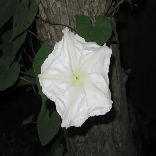 white moonflower bloom glowing at night beside green leaves and a tree trunk