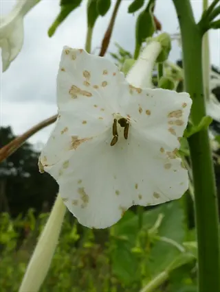 white nicotiana flowers with brown speckles on petals in a garden